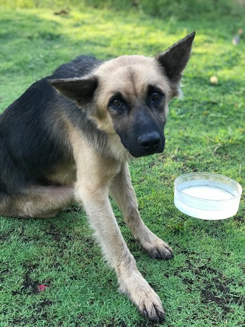 Boy - German Shepherd Dog Dog