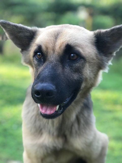 Boy - German Shepherd Dog Dog