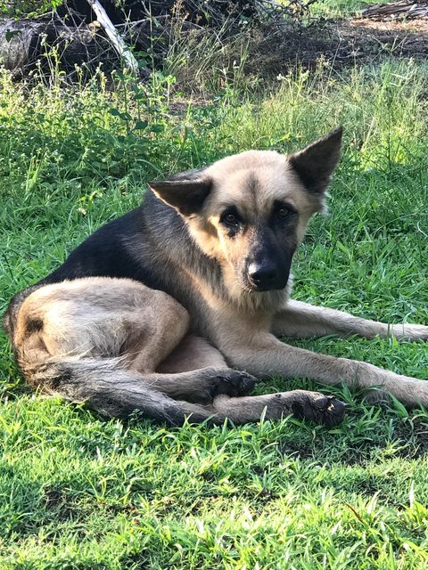 Boy - German Shepherd Dog Dog