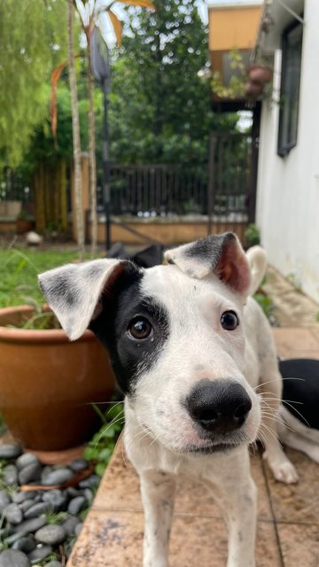 Bruce Aka China &amp; Nepal Aka Sonic - Mixed Breed Dog