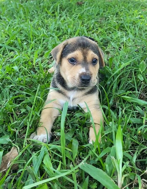 Penny  - Mixed Breed Dog