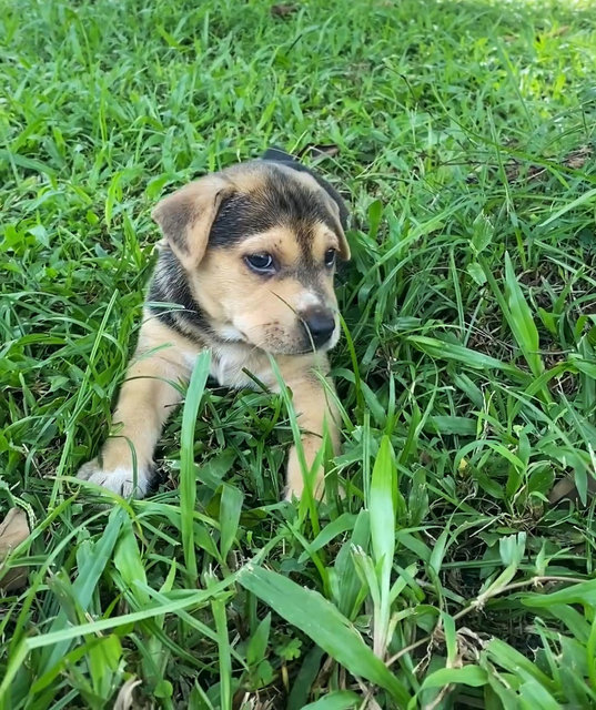 Penny  - Mixed Breed Dog