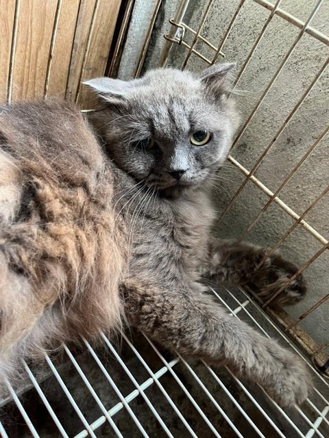 Smokie - Scottish Fold + Persian Cat