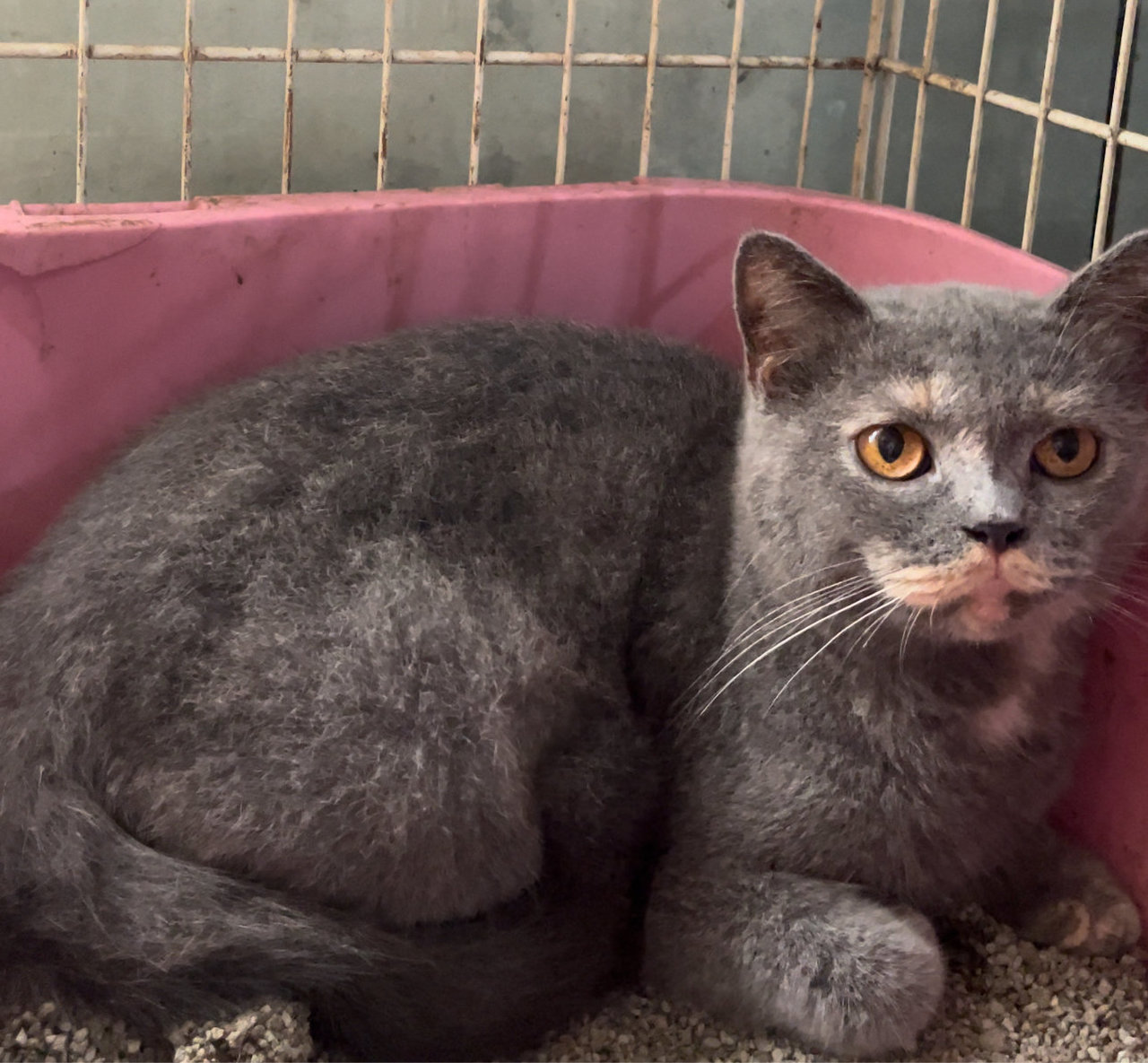 Chi Chi - British Shorthair Cat