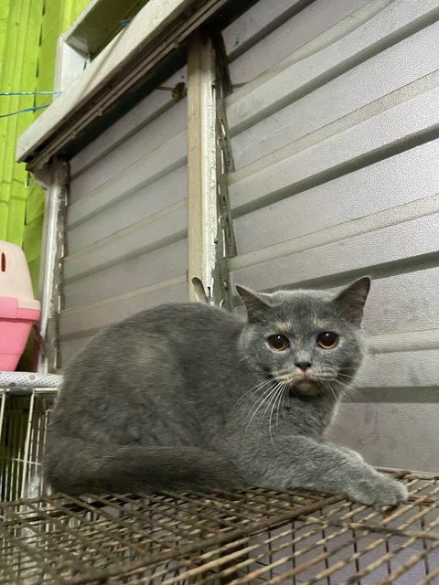 Chi Chi - British Shorthair Cat