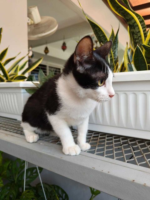 Reremon (Small Breed)  - Tuxedo + Domestic Short Hair Cat