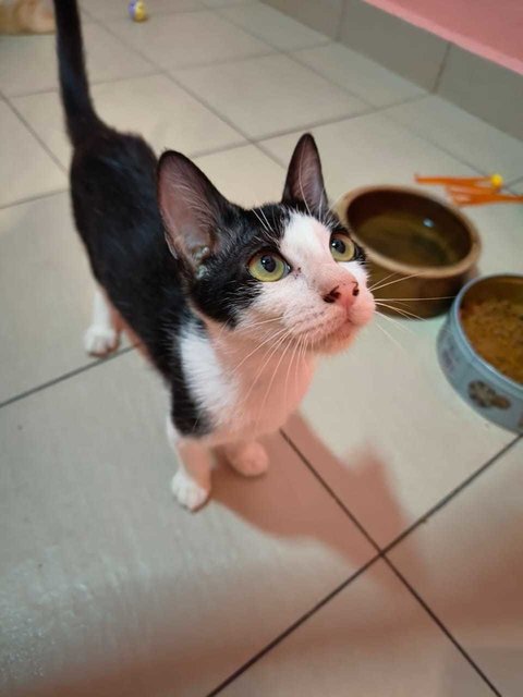 Reremon (Small Breed)  - Tuxedo + Domestic Short Hair Cat