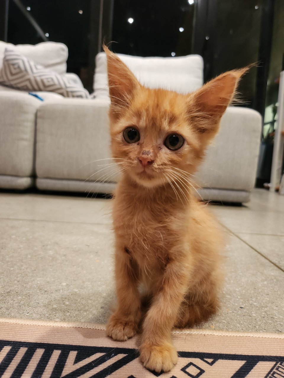 Peanut - Domestic Long Hair Cat