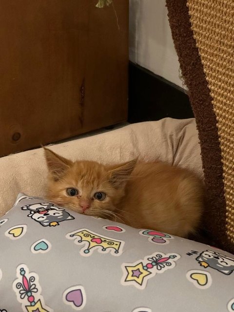 Peanut - Domestic Long Hair Cat