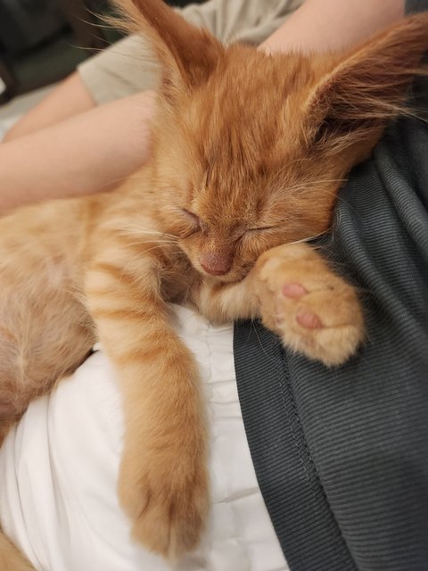 Peanut - Domestic Long Hair Cat