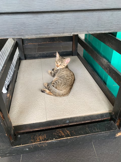 Bengal Mix - Bengal + Domestic Short Hair Cat