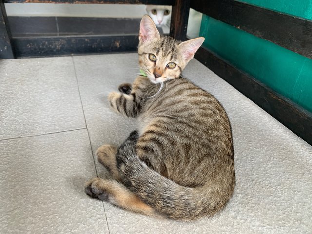 Bengal Mix - Bengal + Domestic Short Hair Cat