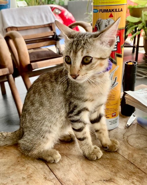 Bengal Mix - Bengal + Domestic Short Hair Cat