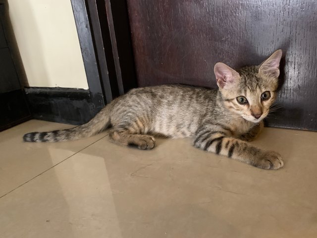 Bengal Mix - Bengal + Domestic Short Hair Cat