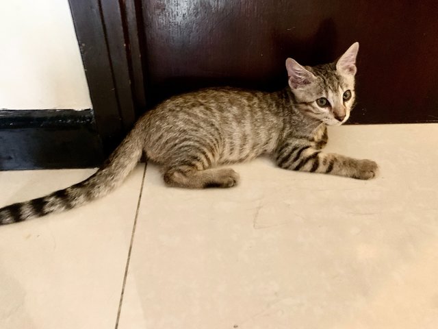 Bengal Mix - Bengal + Domestic Short Hair Cat