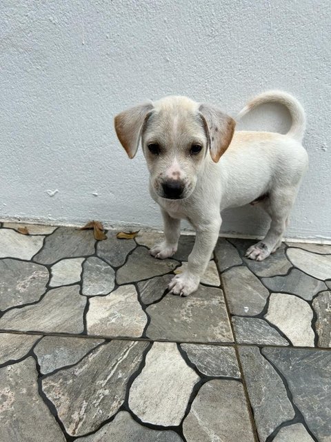 1 Month White Puppies  - Mixed Breed Dog