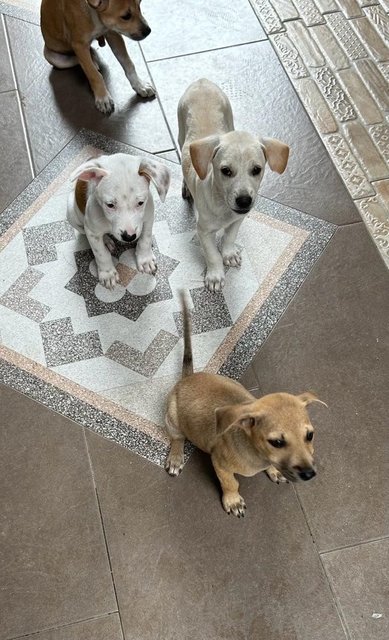 1 Month White Puppies  - Mixed Breed Dog