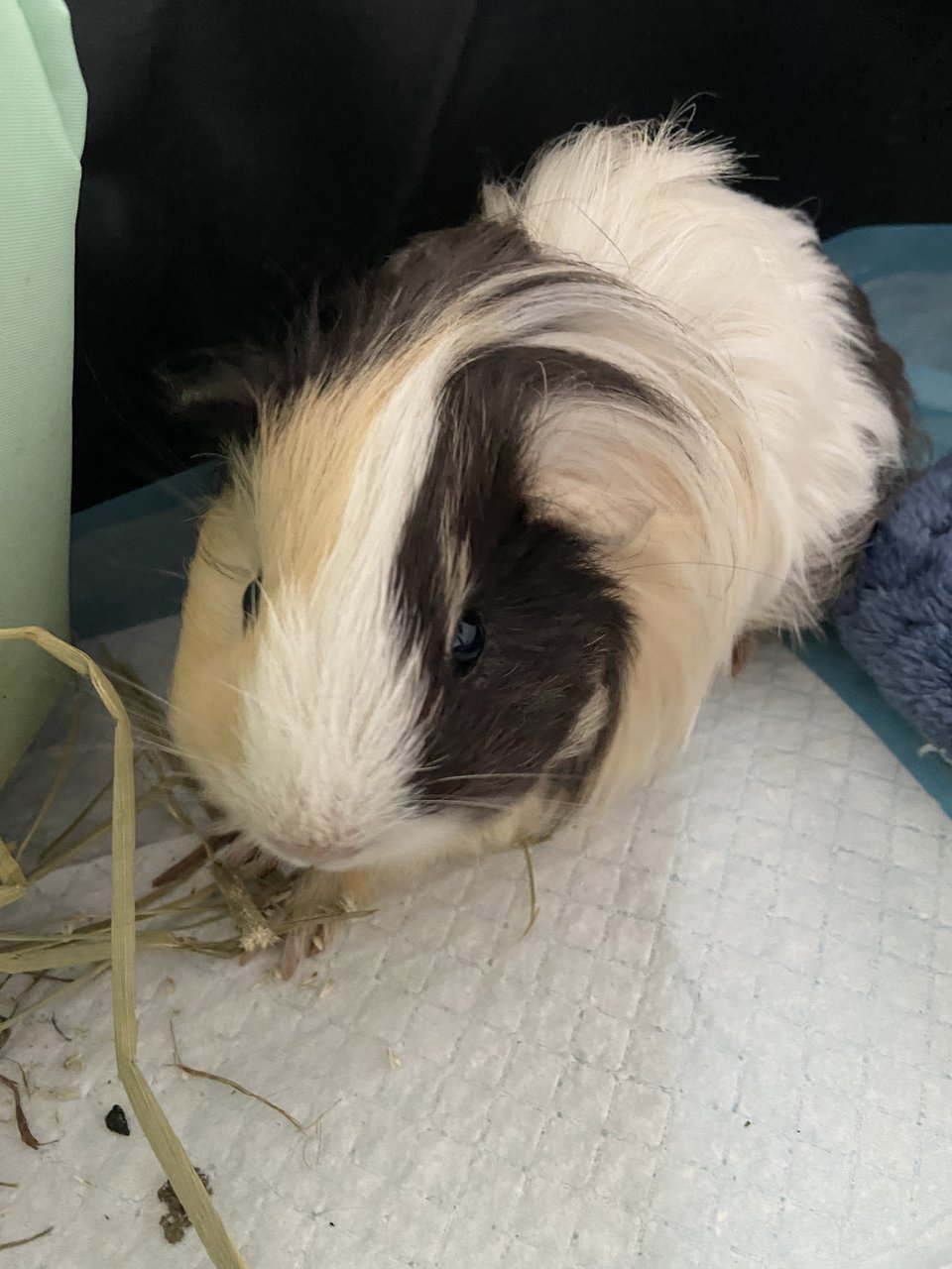 Maya - Guinea Pig Small & Furry