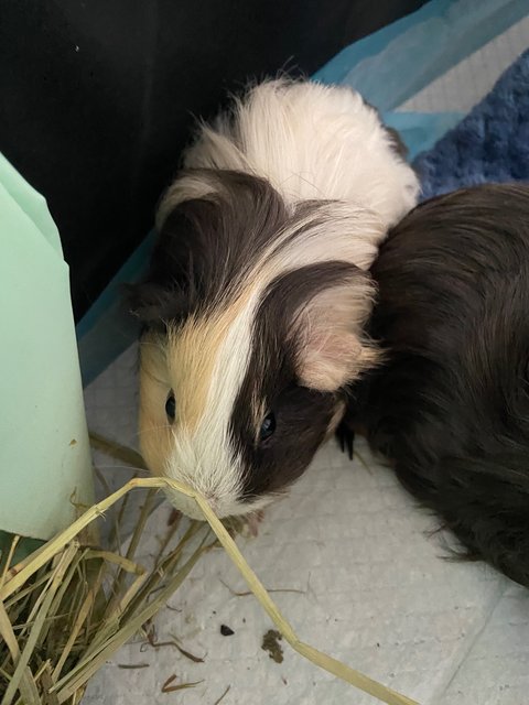 Maya - Guinea Pig Small & Furry