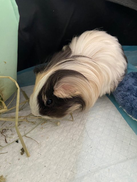 Maya - Guinea Pig Small & Furry