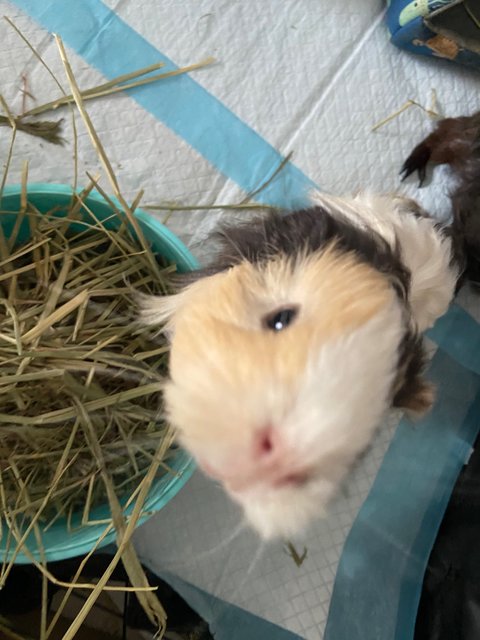 Maya - Guinea Pig Small & Furry