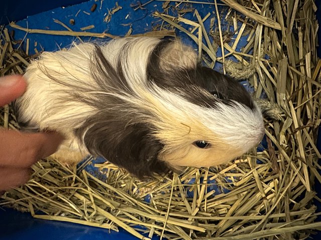 Maya - Guinea Pig Small & Furry