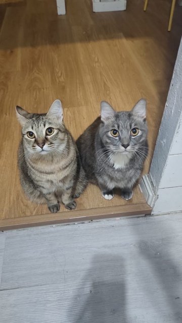 Leo&amp;simba - Domestic Short Hair Cat