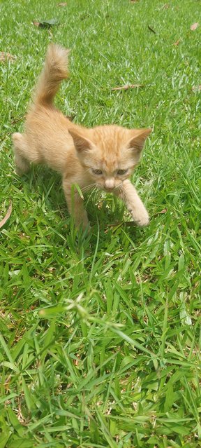 Cheeto - Domestic Medium Hair Cat