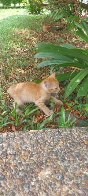 Cheeto - Domestic Medium Hair Cat