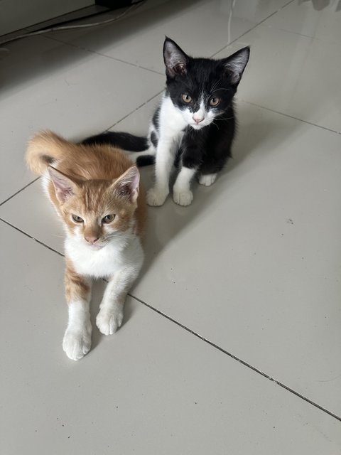 Miko &amp; Kuro - American Shorthair Cat