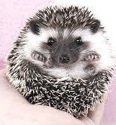 Mr&amp;mrs. Pricklepants - Hedgehog Small & Furry