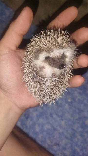 Mr&amp;mrs. Pricklepants - Hedgehog Small & Furry