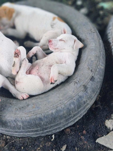 White Bubblies - Mixed Breed Dog