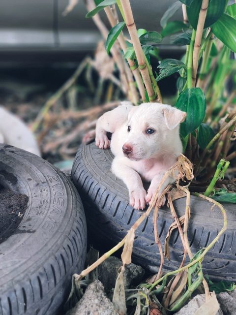 White Bubblies - Mixed Breed Dog