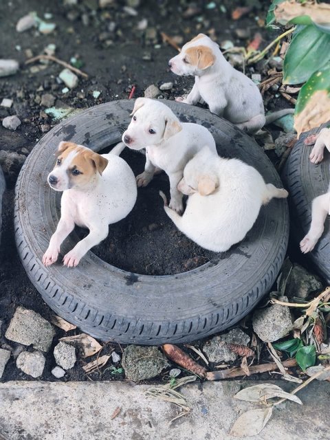 White Bubblies - Mixed Breed Dog