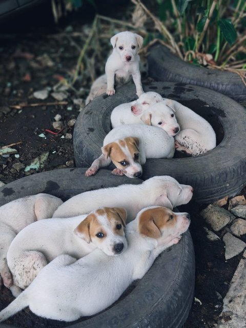 White Bubblies - Mixed Breed Dog