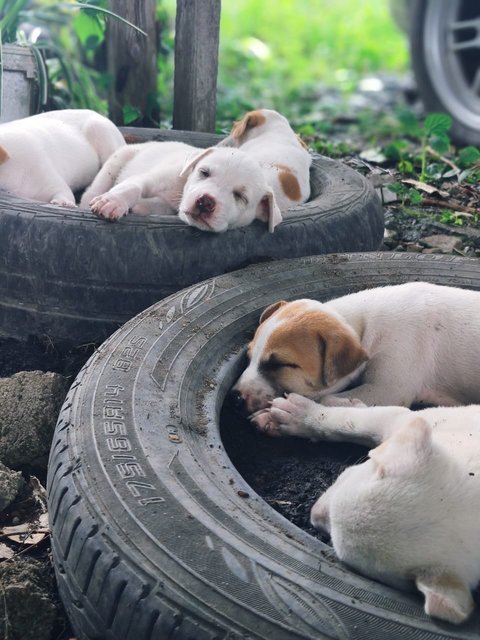 White Bubblies - Mixed Breed Dog