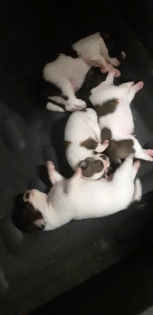 Babies - Pit Bull Terrier Mix Dog