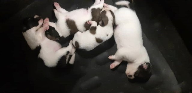 Babies - Pit Bull Terrier Mix Dog