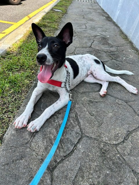 Daisy D - Labrador Retriever Mix Dog