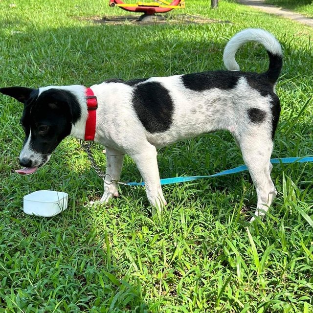 Daisy D - Labrador Retriever Mix Dog