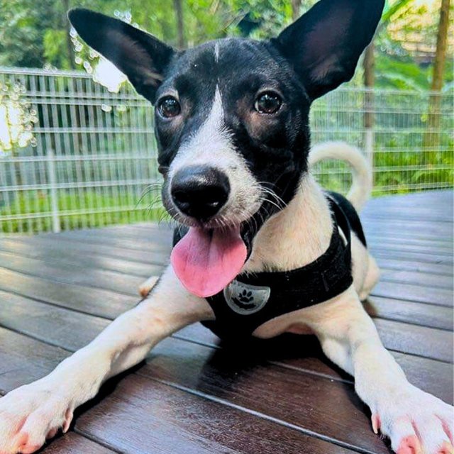 Daisy D - Labrador Retriever Mix Dog