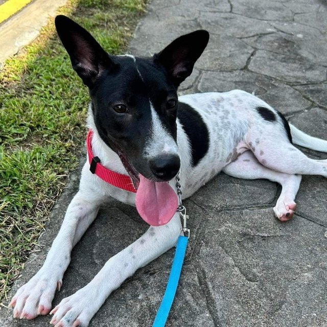 Daisy D - Labrador Retriever Mix Dog