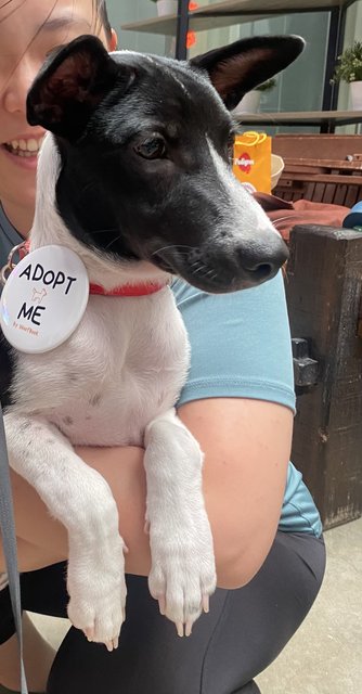 Daisy D - Labrador Retriever Mix Dog