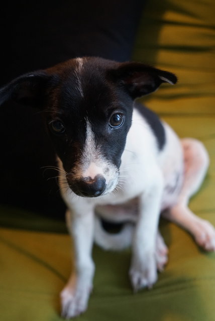 Daisy D - Labrador Retriever Mix Dog