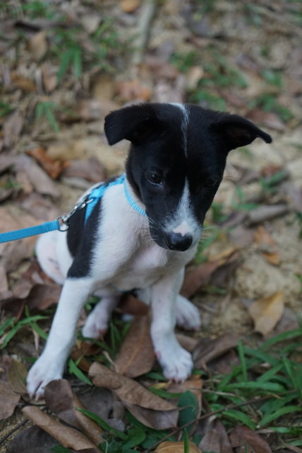 Daisy D - Labrador Retriever Mix Dog