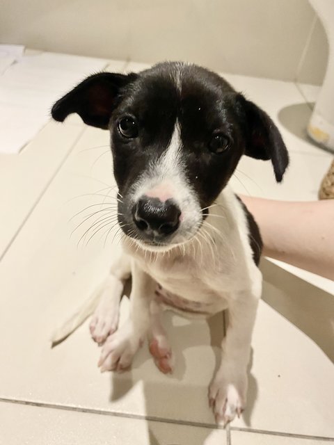 Daisy D - Labrador Retriever Mix Dog