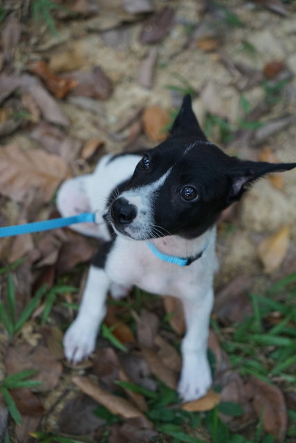 Daisy D - Labrador Retriever Mix Dog