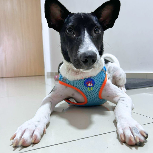 Daisy D - Labrador Retriever Mix Dog