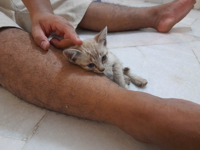 Lincoln - Domestic Short Hair Cat